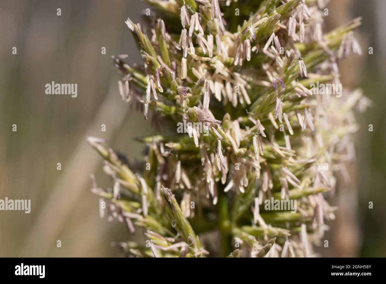 Inflorescencias de panículas blancas de la wildrye gigante, Elymus Condensatus, Poaceae, nativa en Solstice Canyon NPS, Santa Monica Mountains, Springtime. Foto de stock