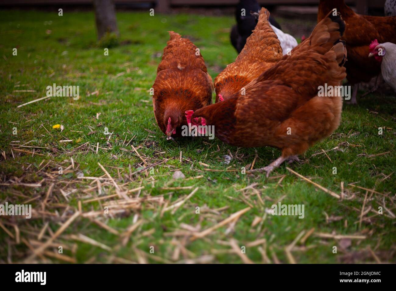 Foto cercana de tres pollos marrones alimentando y buscando algo en el suelo en la hierba con otros pollos en el fondo en una granja Foto de stock