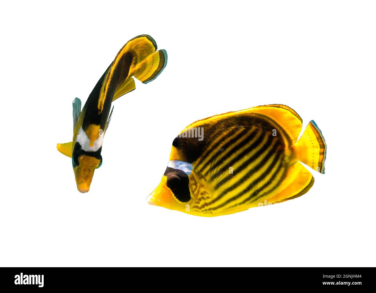 Par de Racoon Butterflyfish (Chaetodon lunula, con enmascaramiento de media luna, butterflyfish de luna) aislados sobre fondo blanco. Dos peces tropicales con negro e y. Foto de stock