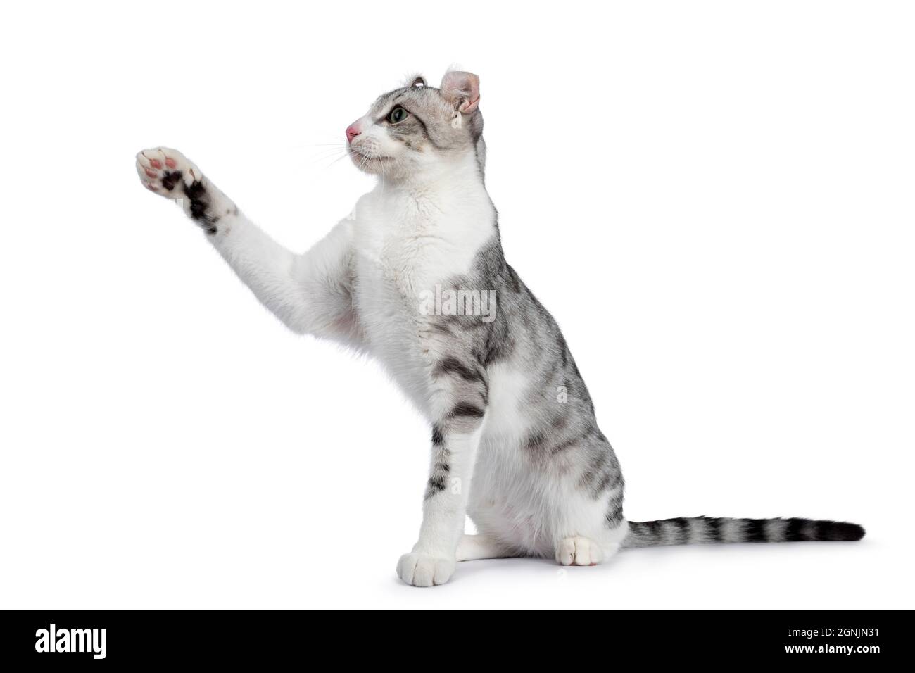 Gato mostrando belleza Imágenes recortadas de stock - Alamy