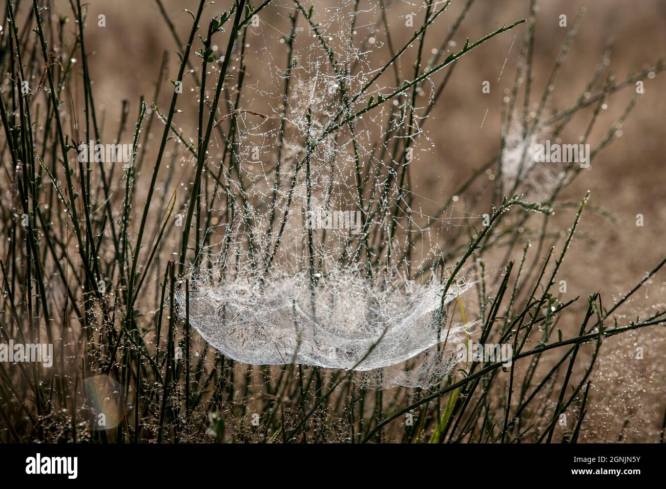 Una tela de araña con gotas de rocío en el Wahner Heath, Colonia, Renania del Norte-Westfalia, Alemania. Spinnennetz mit Tautropfen in der Wahner Heide, Colonia, Foto de stock