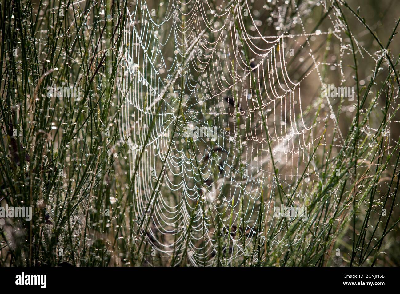 Una tela de araña con gotas de rocío en el Wahner Heath, Colonia, Renania del Norte-Westfalia, Alemania. Spinnennetz mit Tautropfen in der Wahner Heide, Colonia, Foto de stock