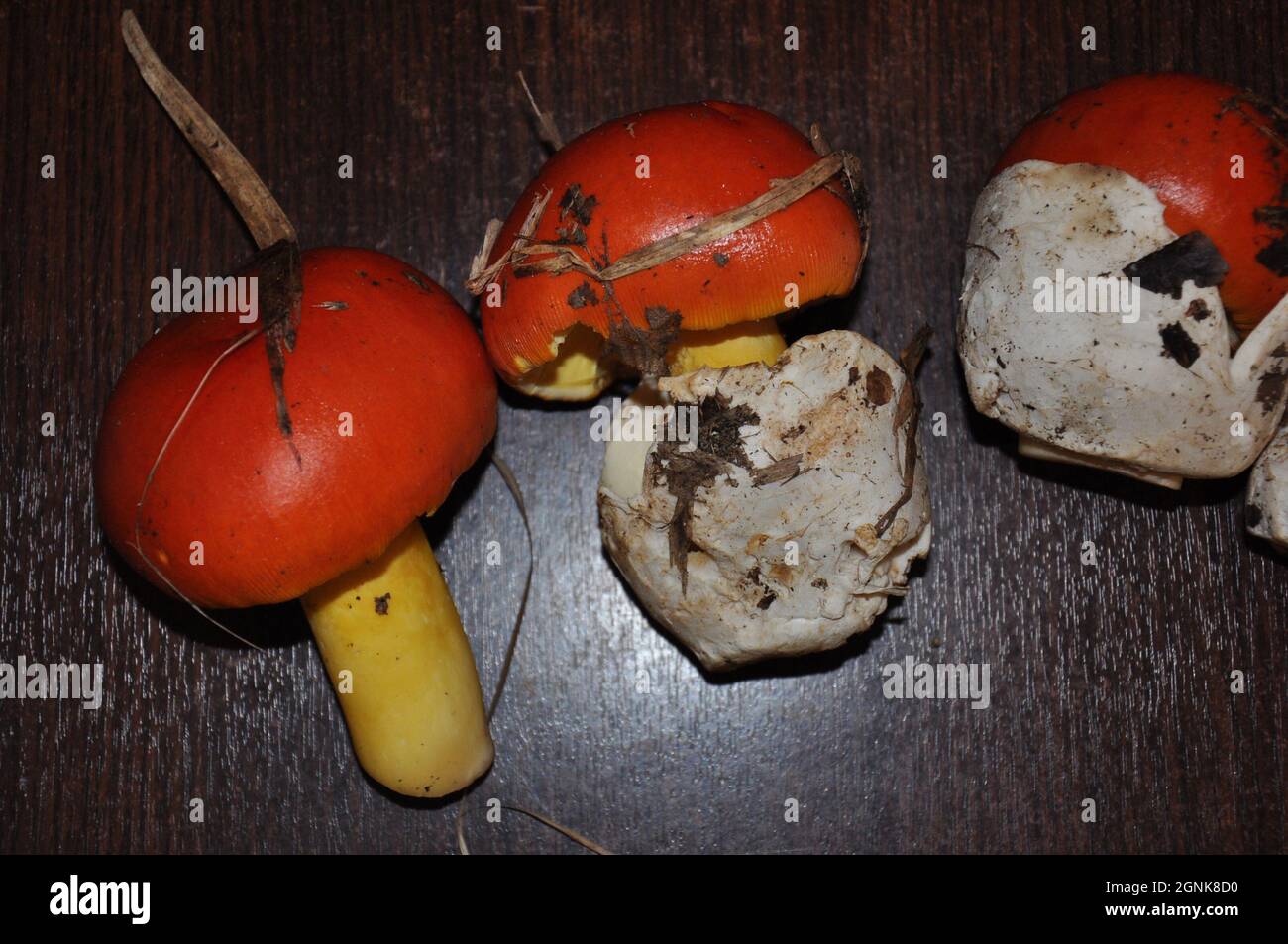 Hongo Amanita Cesarea, también conocido como hongo César. Setas del bosque sobre una mesa de madera marrón Foto de stock