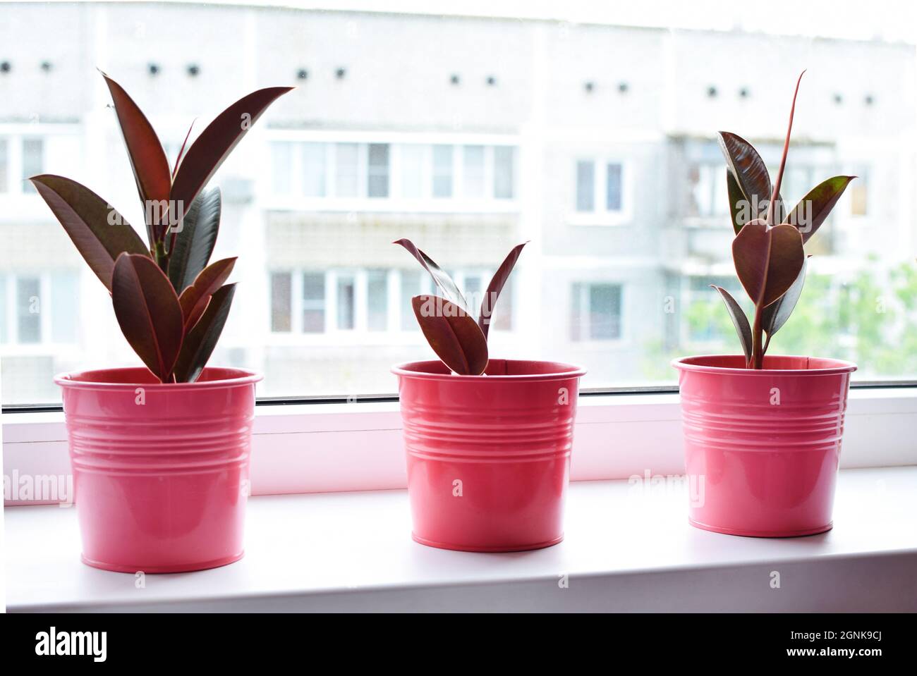 Tres plantas interiores ficus en macetas rosas en un alféizar de ventana,  burdeos ficus elastica o caucho Fotografía de stock - Alamy