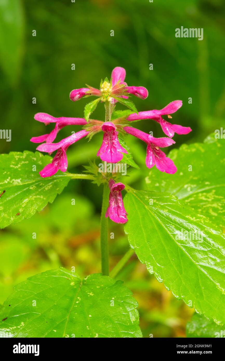 Stachys cooleyae fotografías e imágenes de alta resolución Alamy
