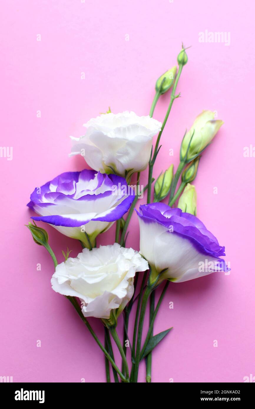 Hermosas flores eustoma (lisianthus) de color blanco-morado en flor completa con hojas verdes. Ramo de flores sobre fondo rosa Fotografía de stock - Alamy Hermosas flores eustoma (lisianthus) de color blanco-morado en flor completa con hojas verdes. Ramo de flores sobre fondo rosa Fotografía de stock - Alamy