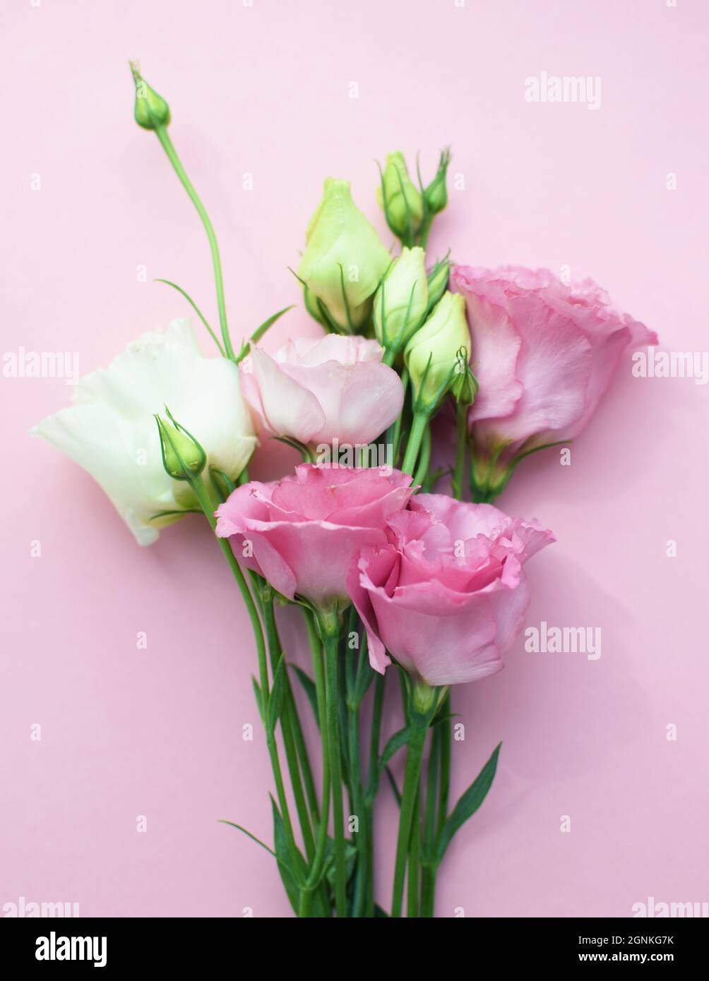 Hermosas flores de color rosa eustoma (lisianthus) en flor completa con  hojas de brotes. Ramo de flores sobre fondo rosa. Espacio de copia  Fotografía de stock - Alamy