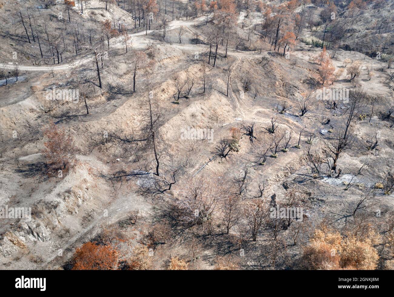 Jardín de frutas destruido por un incendio forestal. Área rural, paisaje aéreo con árboles quemados y secos Foto de stock