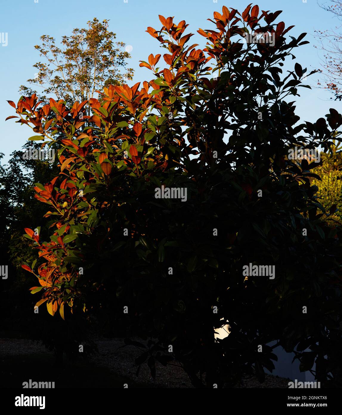 Hojas de Magnolia grandiflora vistas en el sol de la mañana temprano en septiembre. Foto de stock