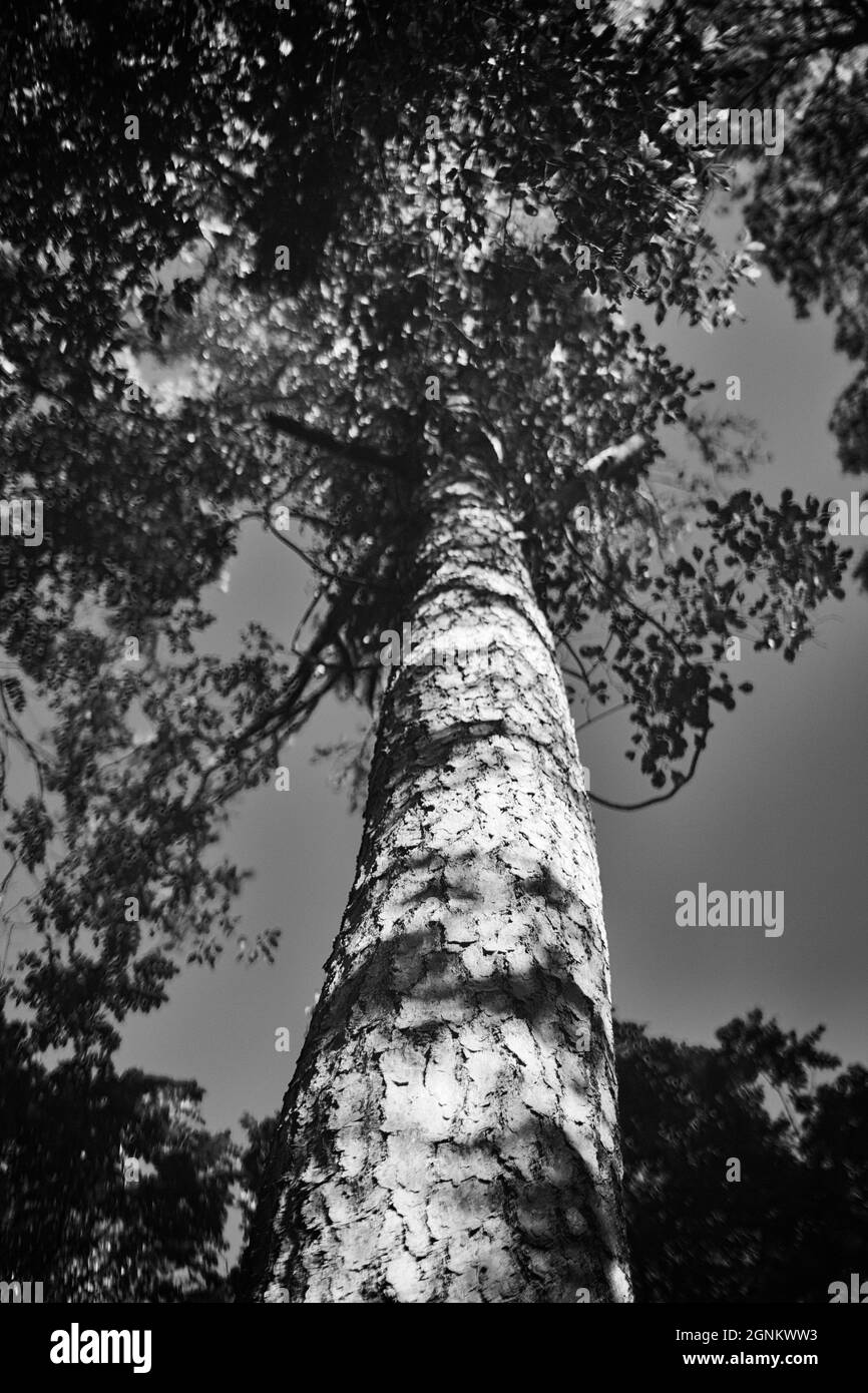 Un árbol y sus hojas son casi abstractas. Foto de stock