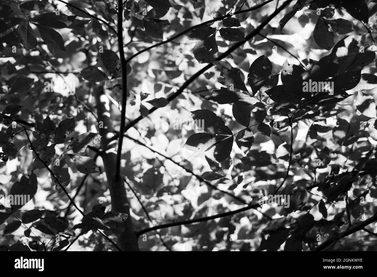 Un árbol y sus hojas son casi abstractas. Foto de stock