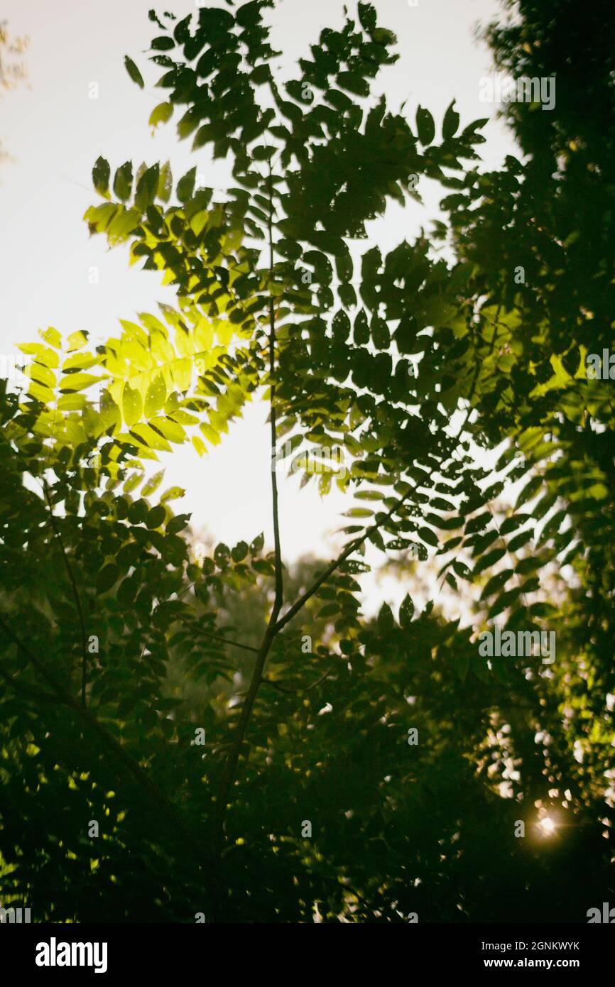 Un árbol y sus hojas son casi abstractas. Foto de stock