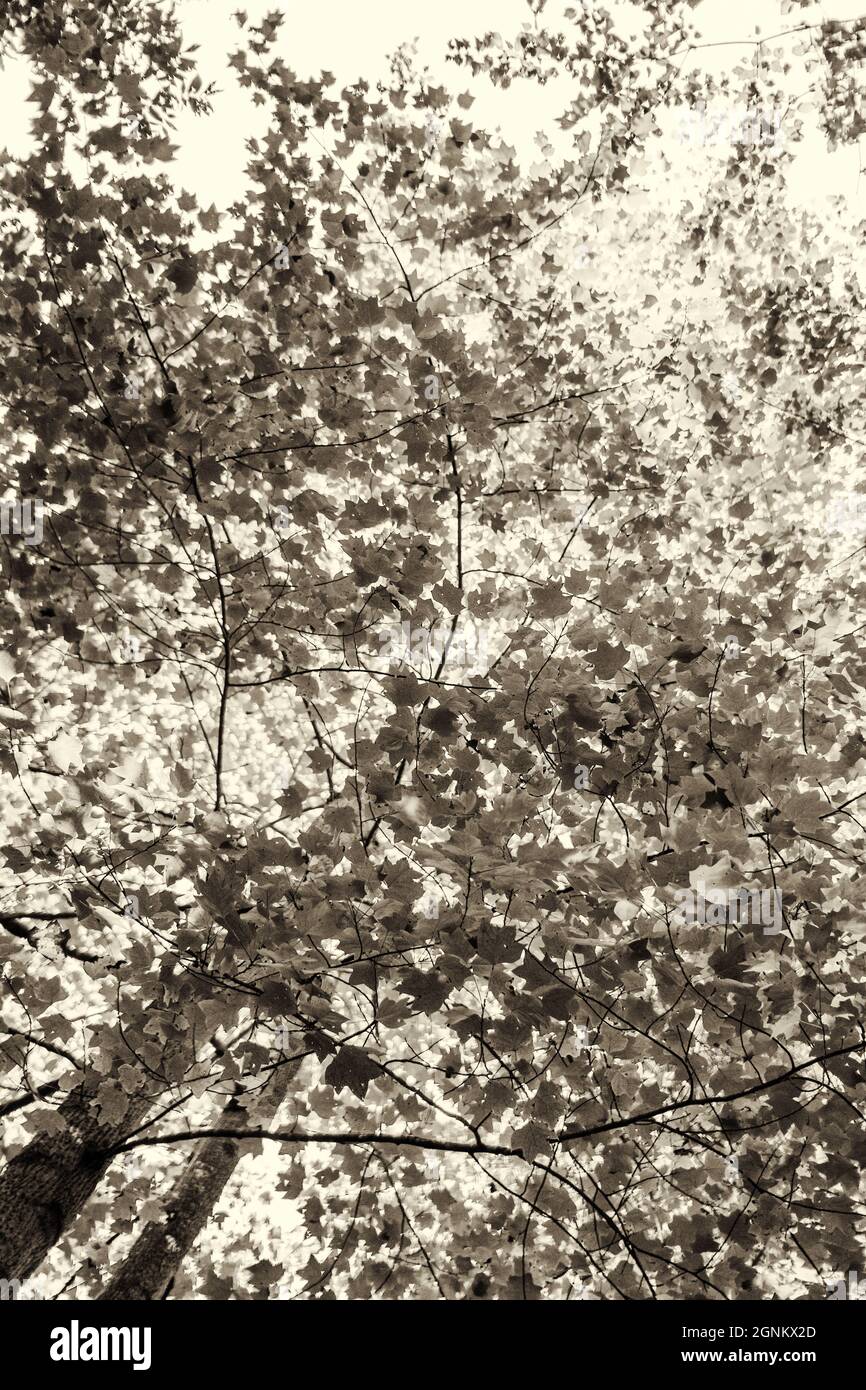 Un árbol y sus hojas son casi abstractas. Foto de stock