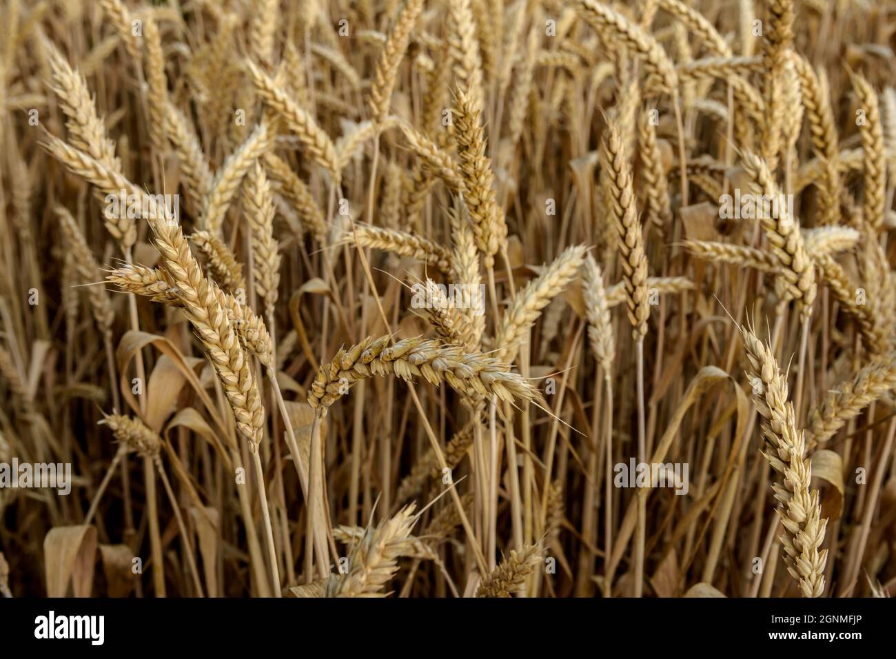 las espigas secas maduras de trigo Foto de stock 2176235621