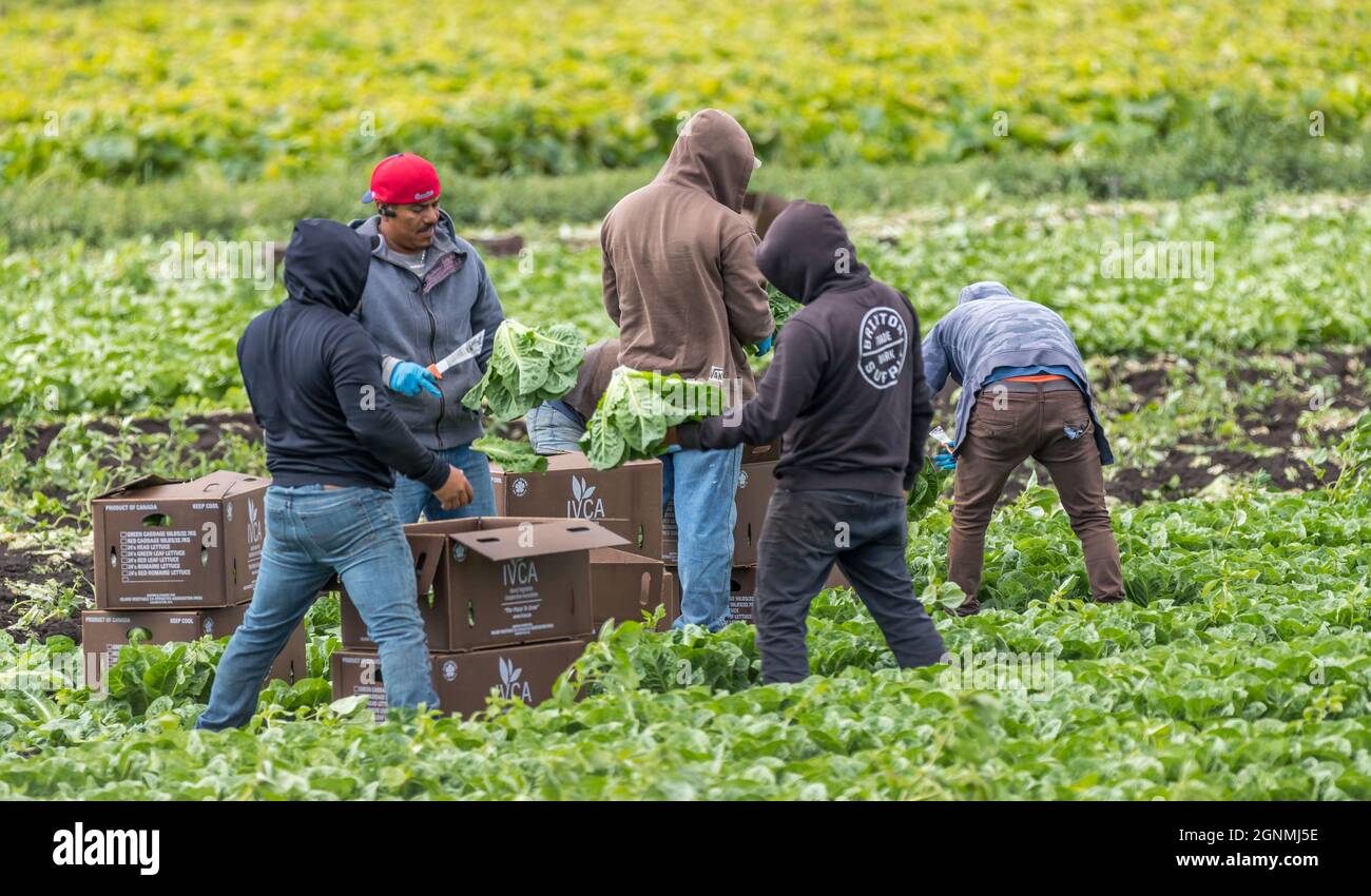 Victoria British Columbia, Canadá- 08/03/2021 : Los trabajadores migratorios recogen cultivos alimentarios y tienden a un campo de producción agrícola. Foto de stock