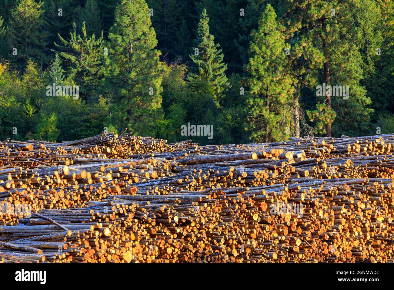 Cortar madera talados troncos de madera en un montón en un aserradero en Midway, British Columbia, Canadá. La industria maderera de madera es un negocio muy importante para t Foto de stock