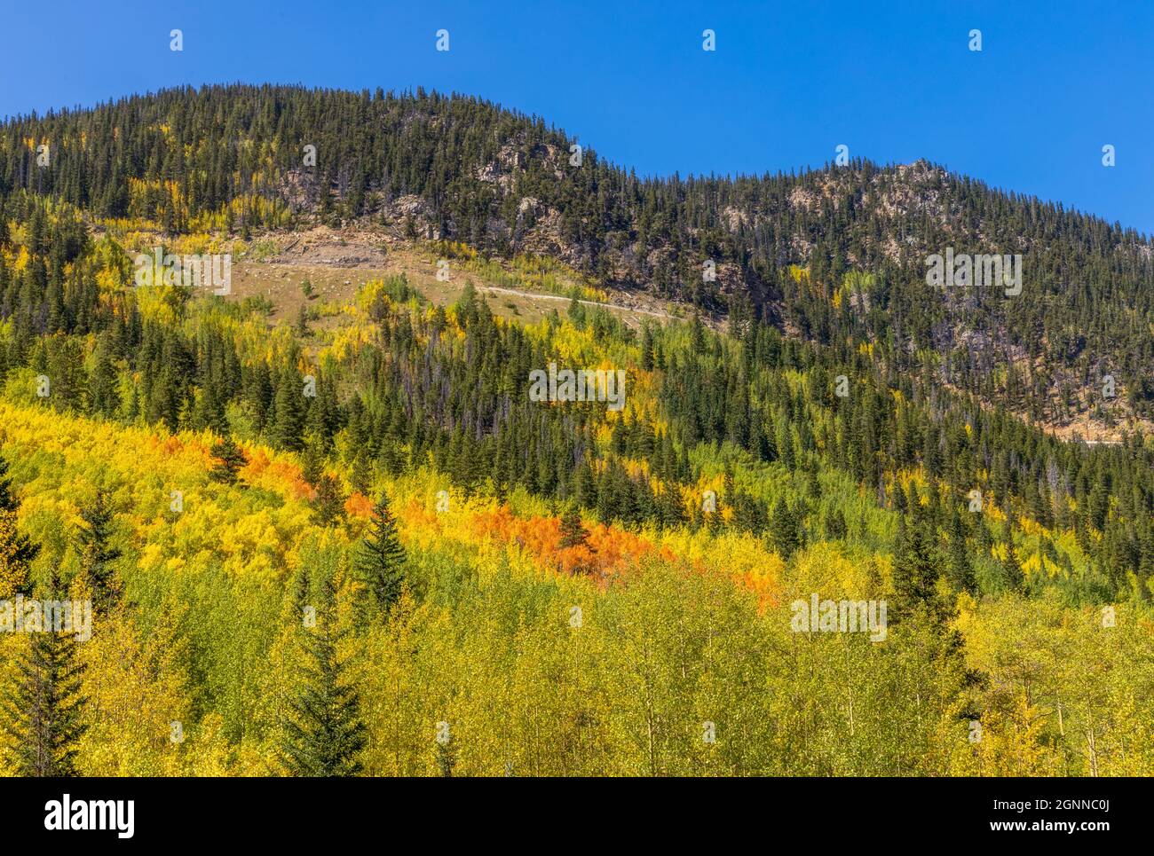 Álamos amarillos y verdes en la ladera de la montaña a lo largo de la carretera de paso Guanella de Colorado Foto de stock