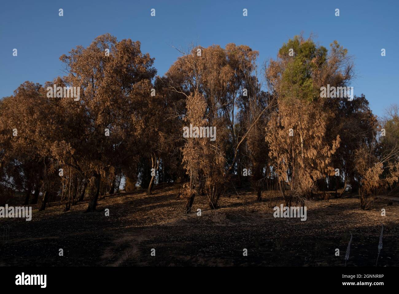 Quemaron árboles cerca de NIR am kibbutz, a lo largo de la frontera con la franja de Gaza, causados por incendiarios atados a cometas volados por palestinos desde el otro lado de la frontera. Israel Foto de stock