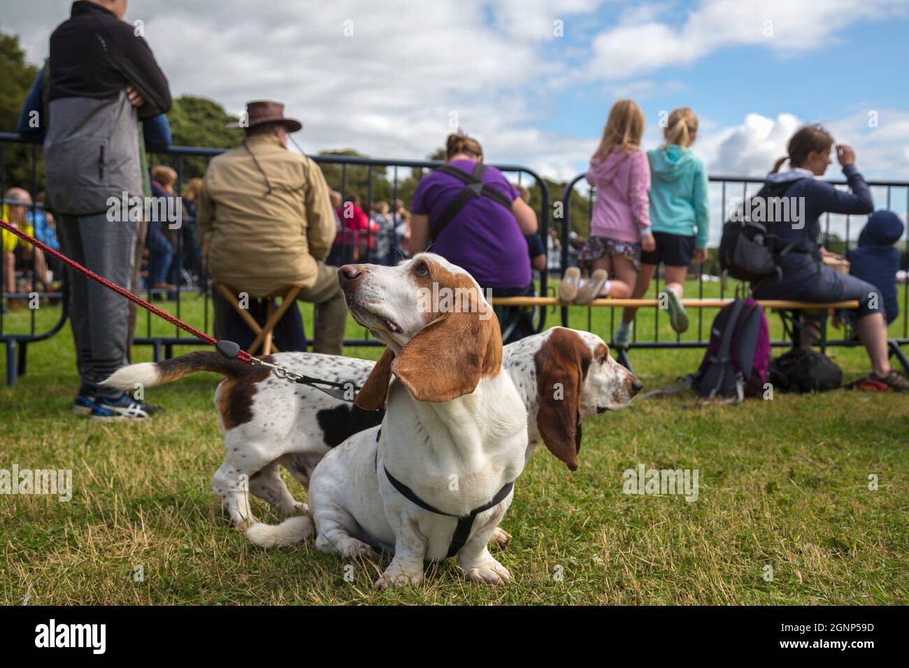 Basset Hounds on day Out, Bellingham Show, Bellingham, Northumberland, Reino Unido Foto de stock