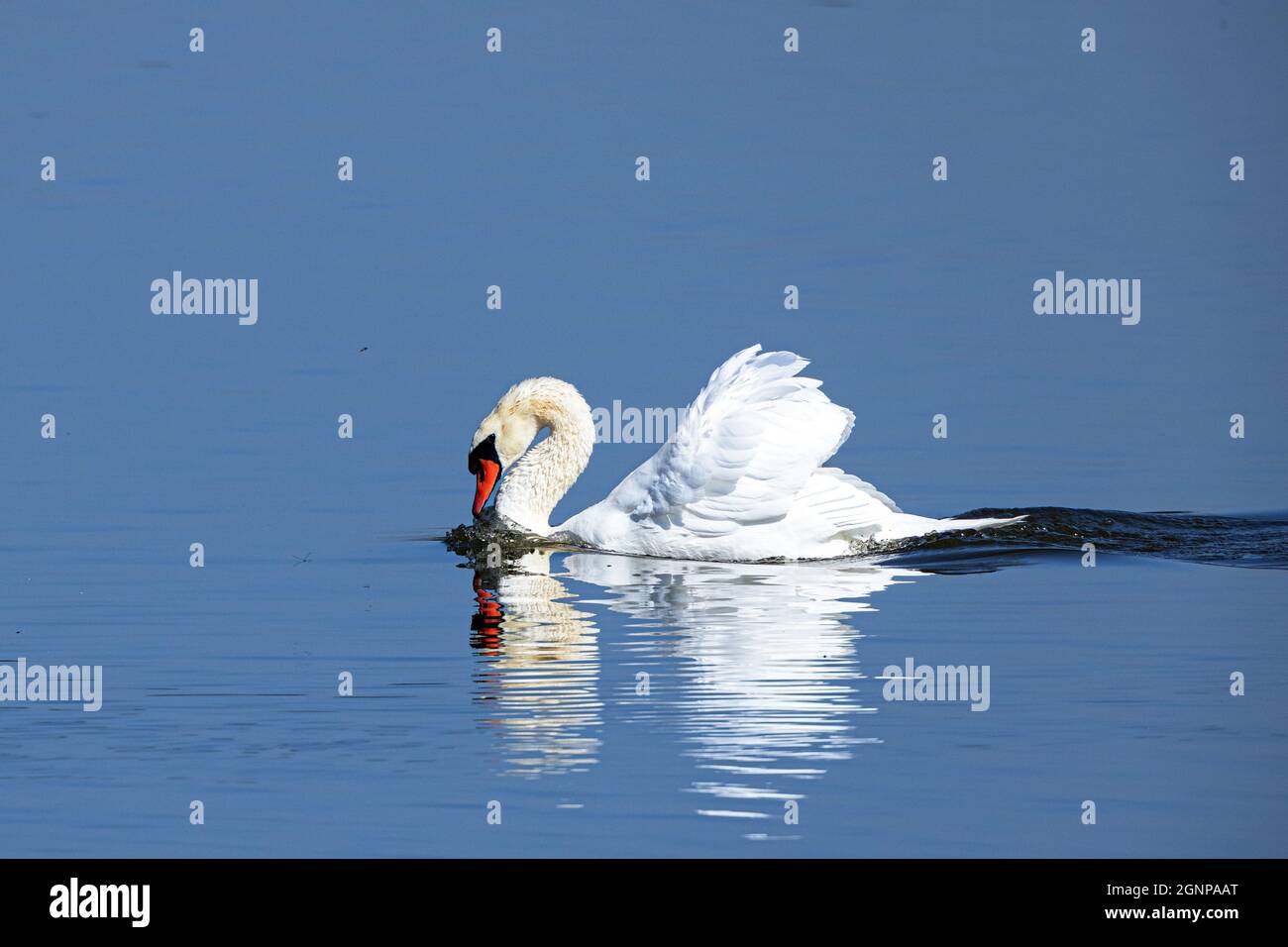 Mute cisne (Cygnus olor), imponente macho sobre un lago azul vidrioso, Alemania, Baviera Foto de stock