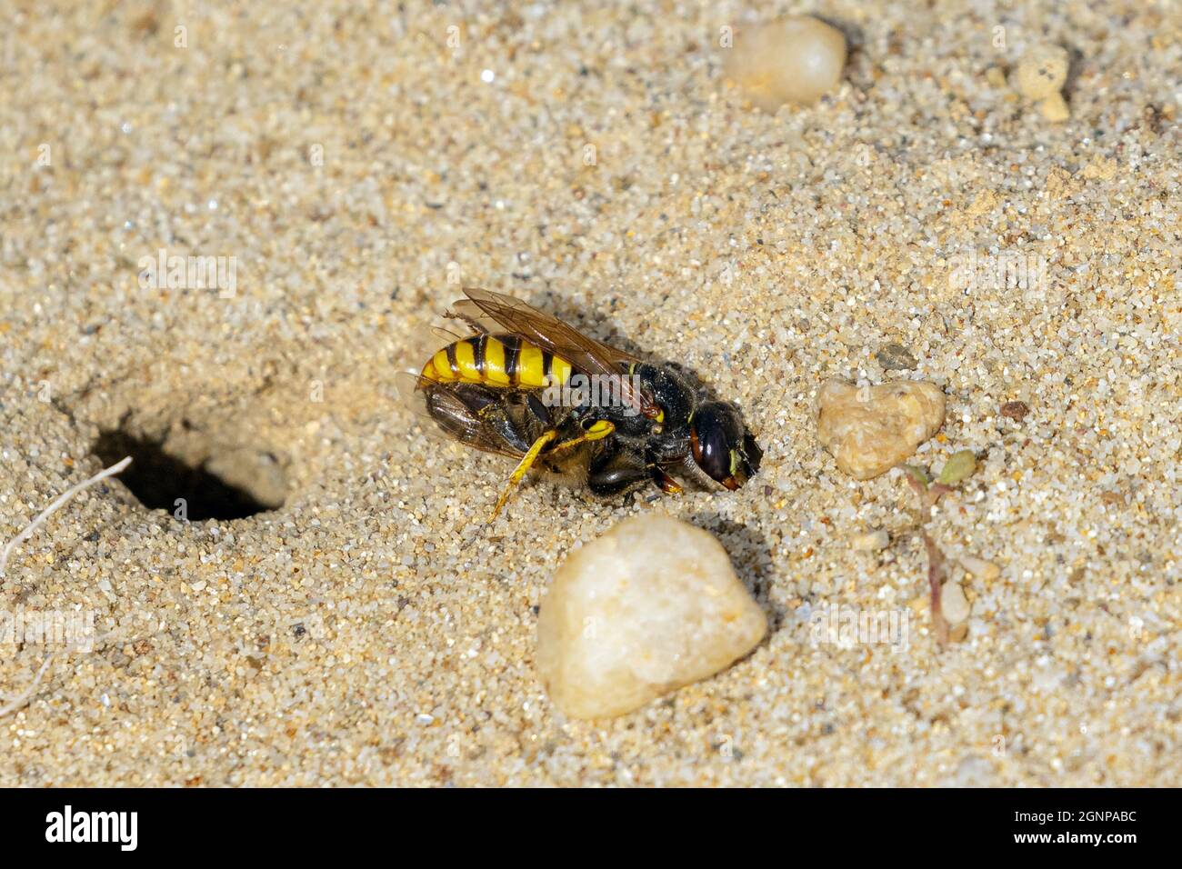 La avispa abeja-asesino, abeja-asesino (Philanthus triangulum, Philanthus apivorus), lleva la abeja de miel capturada al tubo de cría, Alemania, Baviera Foto de stock