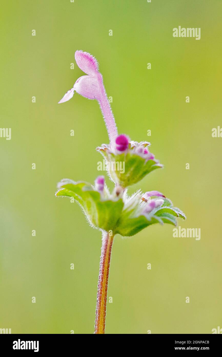 Ortiga muerta de hénbit, ortiga muerta común (Lamium amplexicaule), inflorescencia, con una sola flor abierta y más cercana de cleistogame, Alemania, Norte Foto de stock