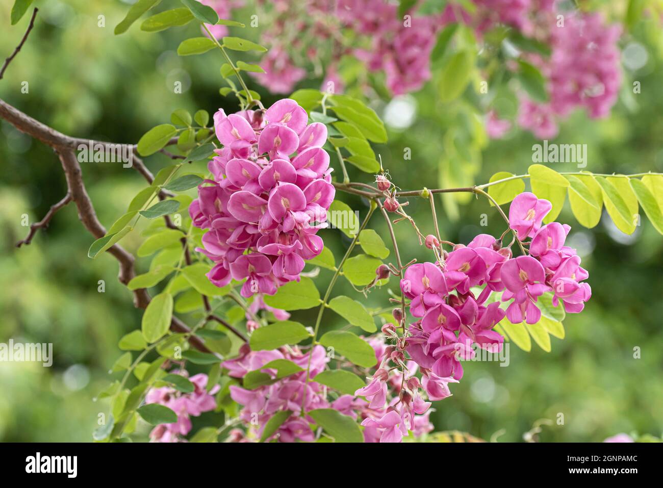 Robinie (Robinia x margaretta 'Casque Rouge', Robinia x margaretta Casque Rouge), floreciendo, cultivar Casque Rouge Foto de stock