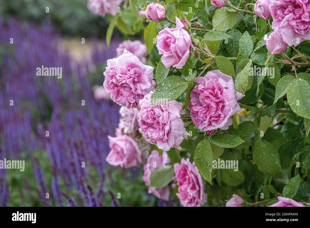 Rosa Comte de Chambord (Rosa Comte de Chambord, Rosa Comte de Chambord), flores de cultivar Comte de Chambord, Dinamarca Foto de stock