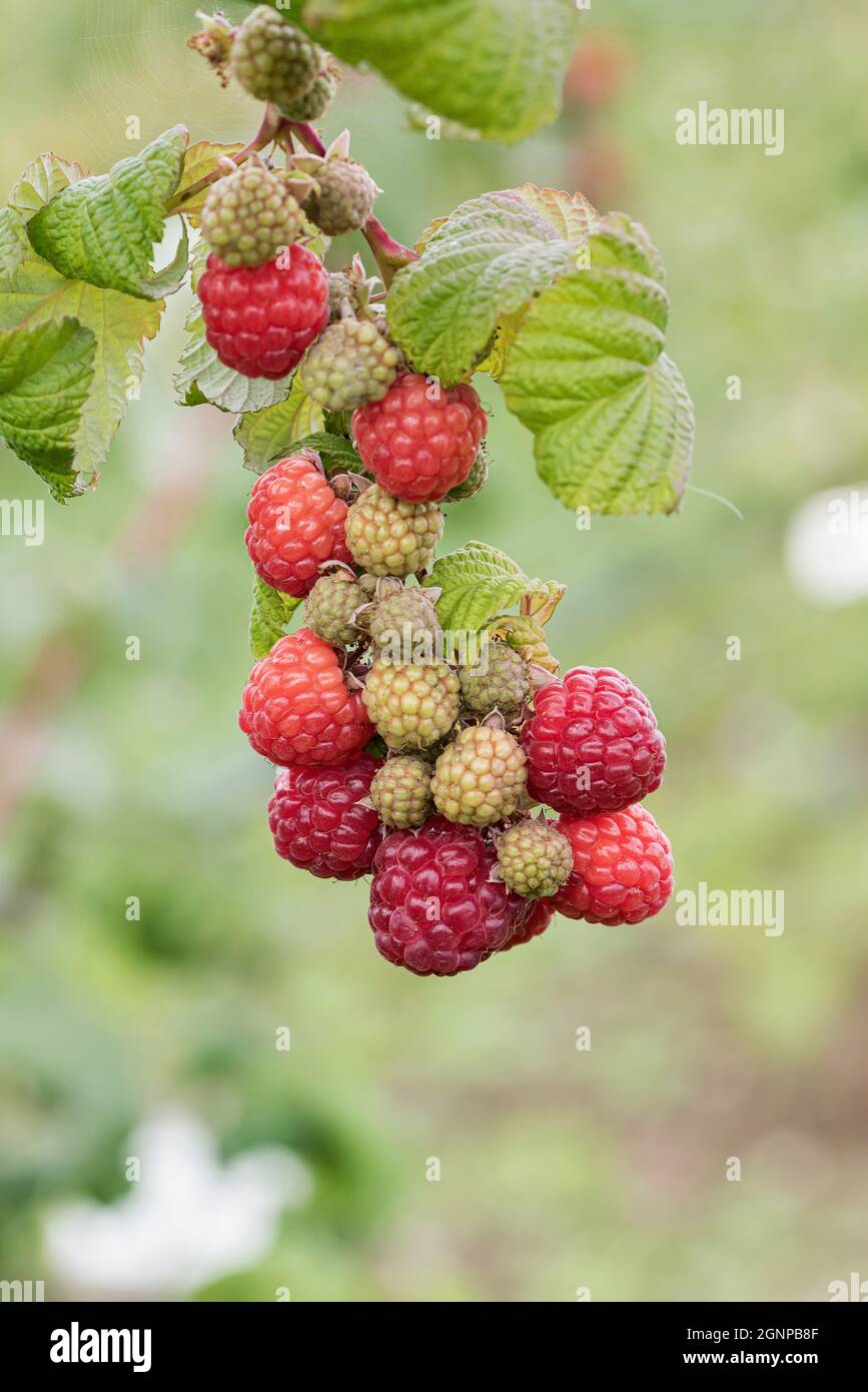 Resa de frambuesa roja europea (Rubus idaeus 'Resa', Rubus idaeus Resa), frambuesas rojas en una rama, cultivar Resa Foto de stock