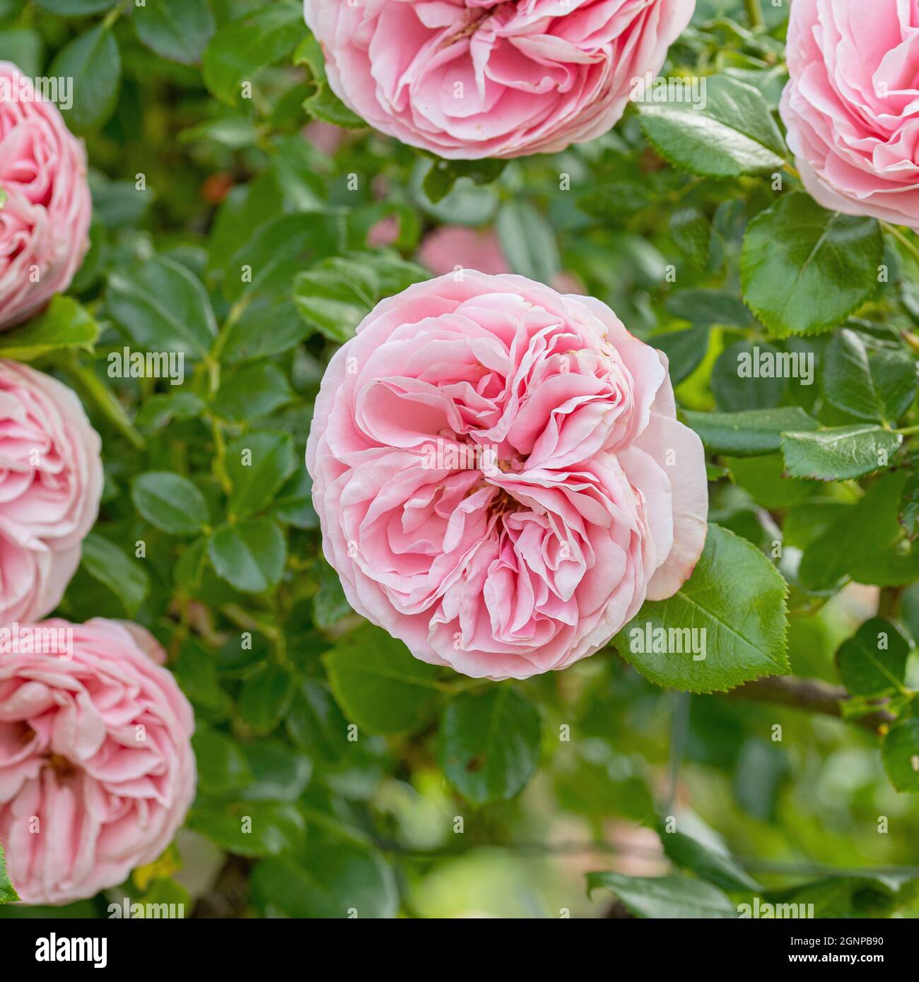 Rosa Giardina (Rosa 'Giardina', Rosa Giardina), flores de cultivar Giardina Foto de stock
