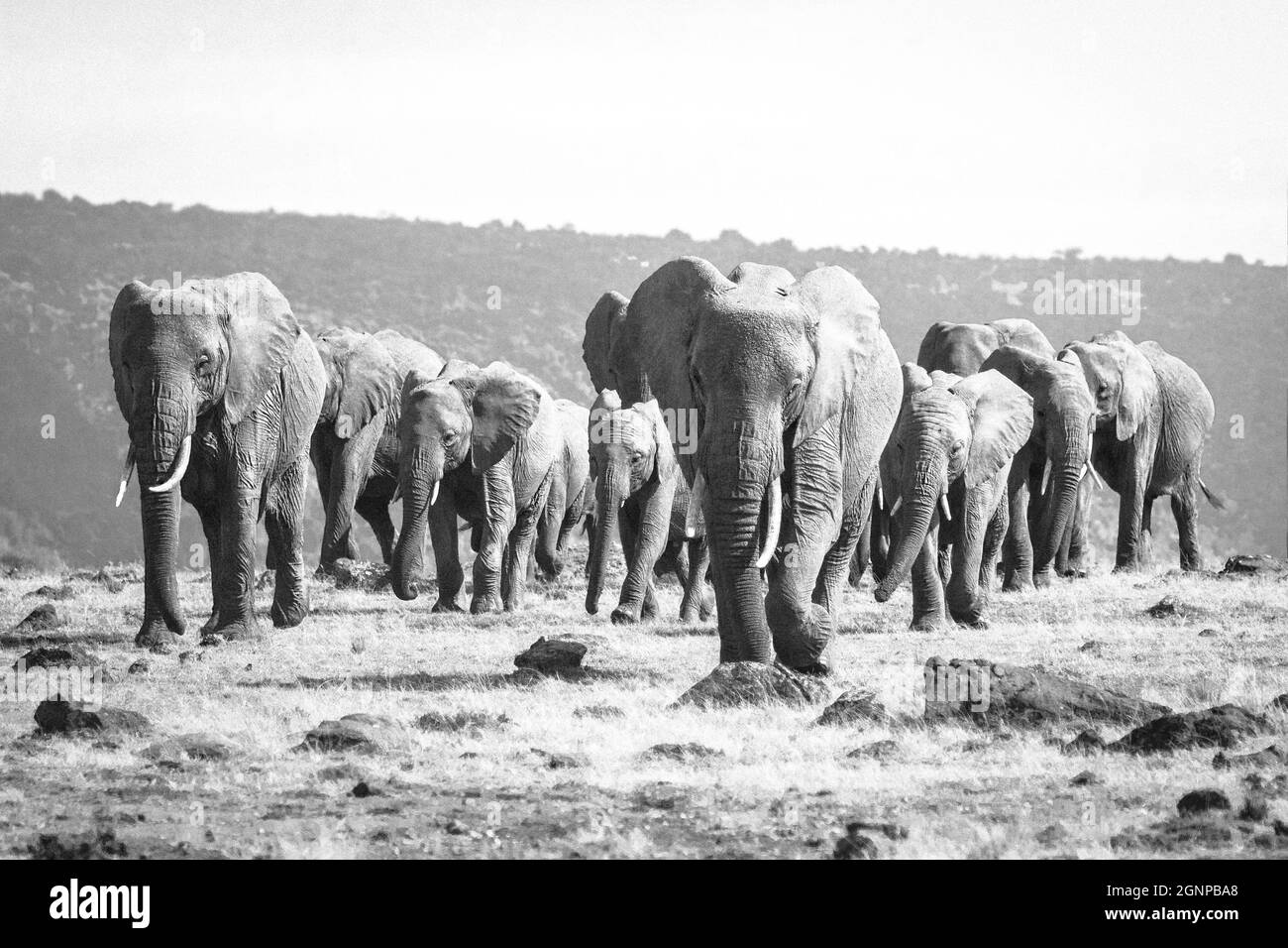 Una manada de elefantes baila en el horizonte, con pasos firmes acercándonos. La mirada de estos paquidermos te deja aturdido, un instante que pasa en s. Foto de stock