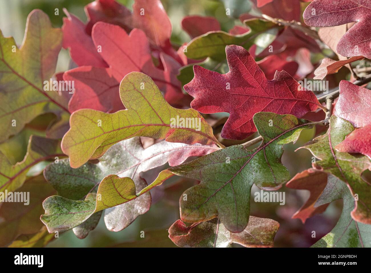Roble de poste, roble de hierro (Quercus stellata), hojas de autum en una rama, Alemania Foto de stock