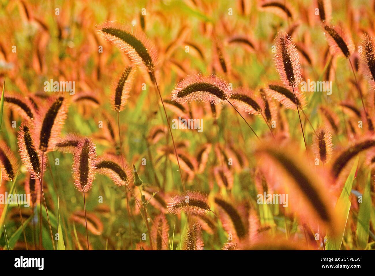 Hierba de botella, hierba de cerdas verdes, cola de foxtail verde (Setaria viridis), inflorescencia en contraluz, Alemania, Renania del Norte-Westfalia Foto de stock