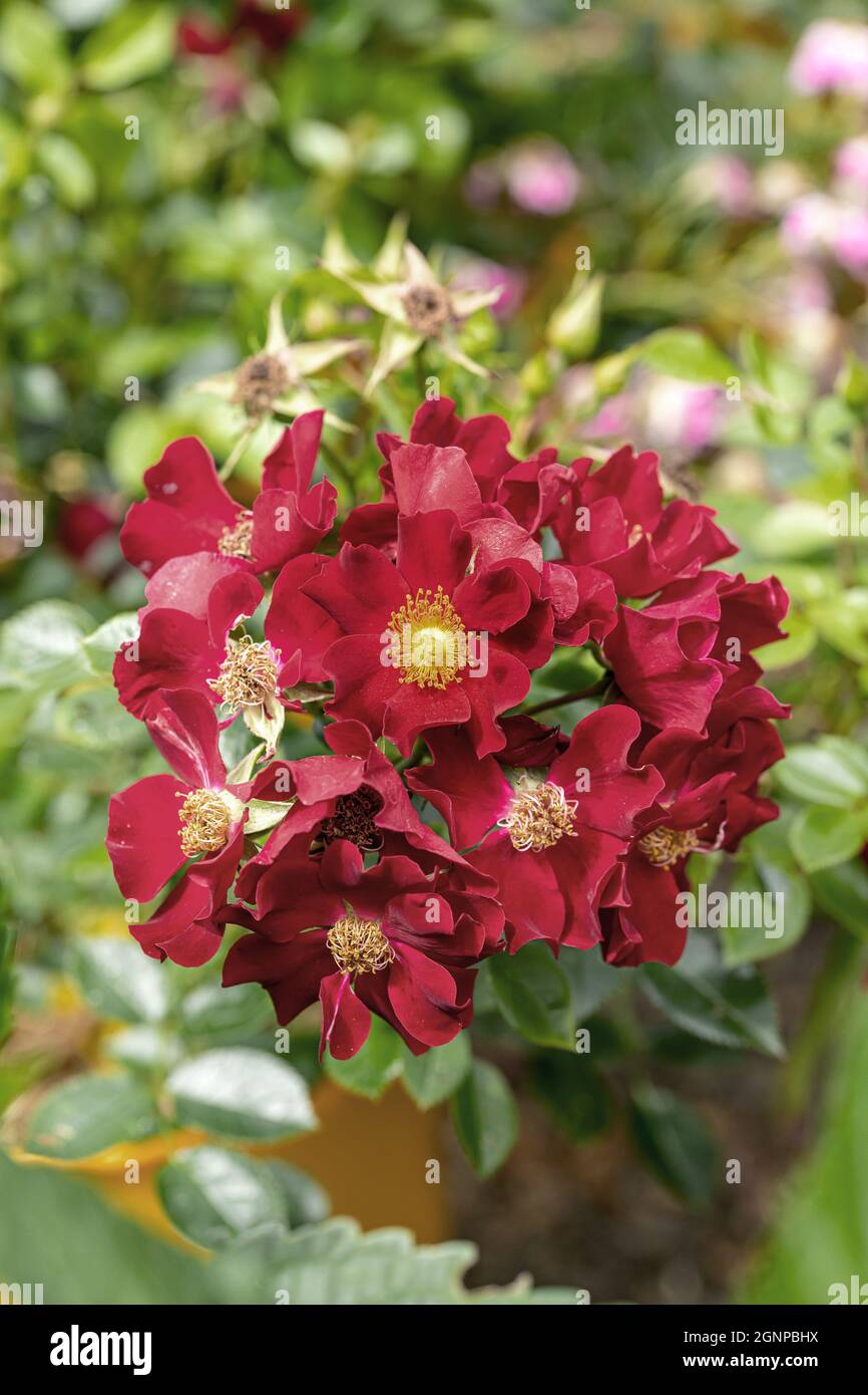 Rosa Rosa 'Rot de Bienenweide' (Rot de Bienenweide Rosa, Rot de Bienenweide Rosa), rosa de cultivar Rot de Bienenweide Foto de stock