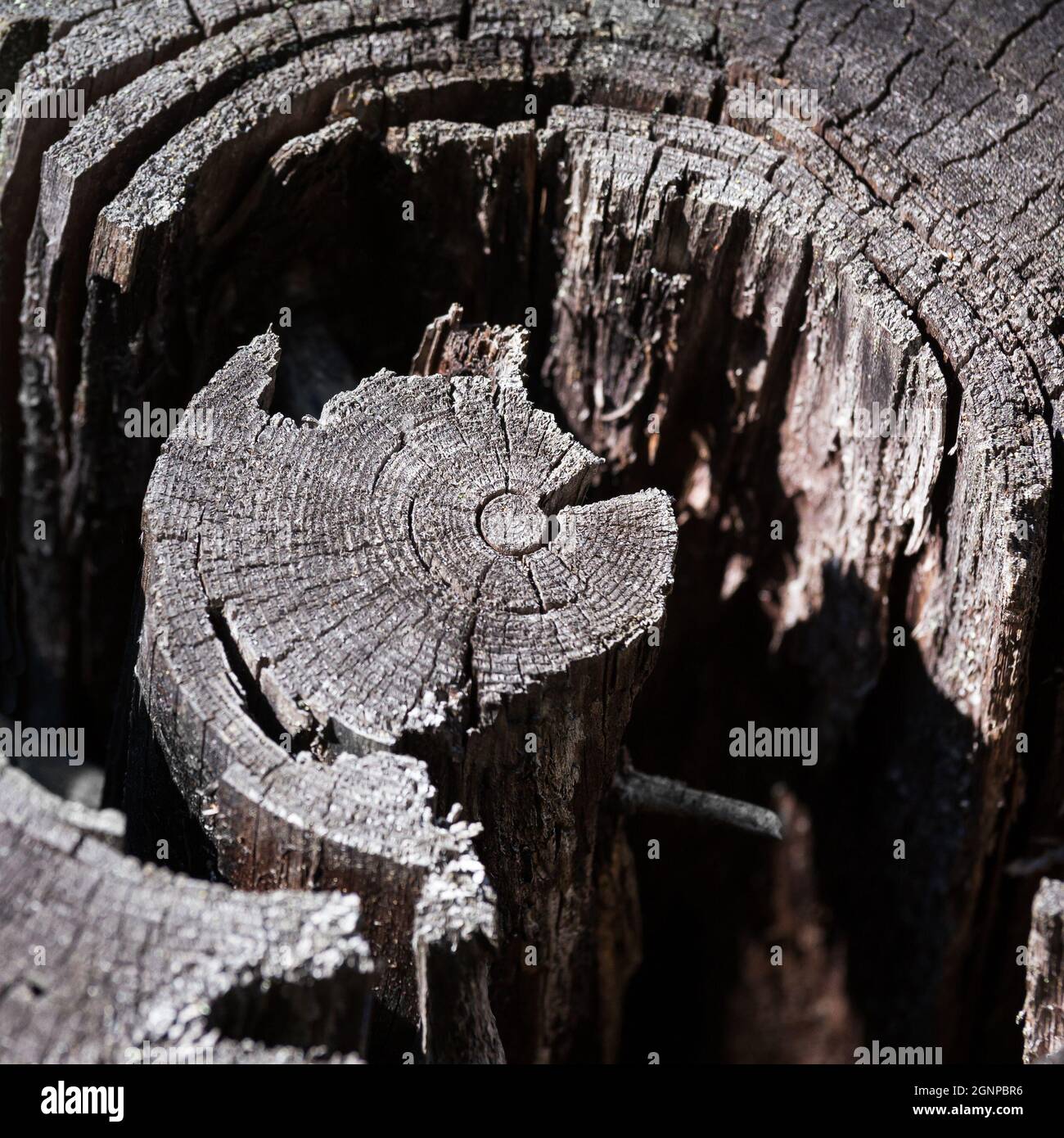 Antiguo tocón de árbol con anillos anuales cerca, profundidad de campo poco profunda Foto de stock