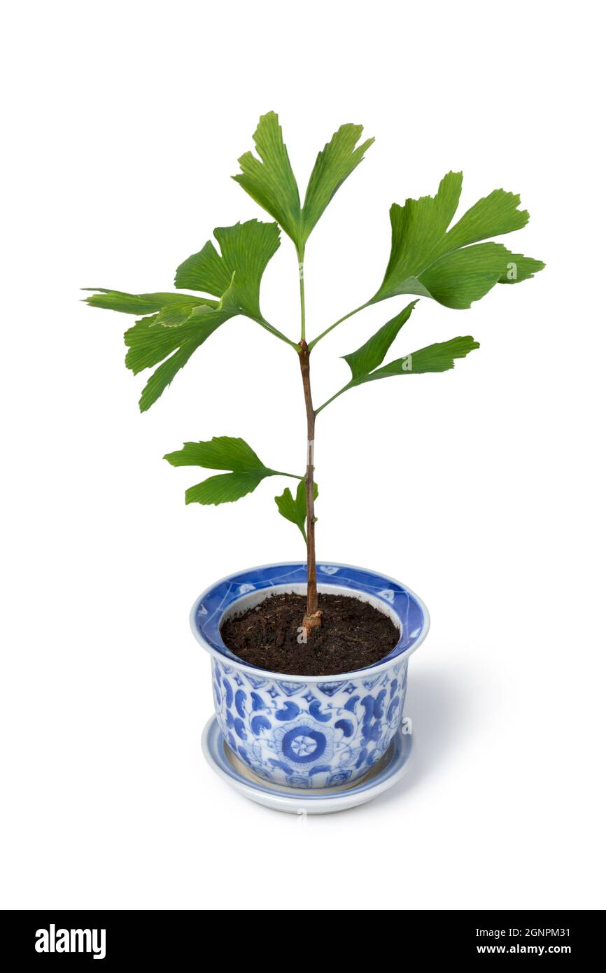 Un solo árbol de gingko en maceta asiática como planta de casa aislada sobre fondo blanco Foto de stock