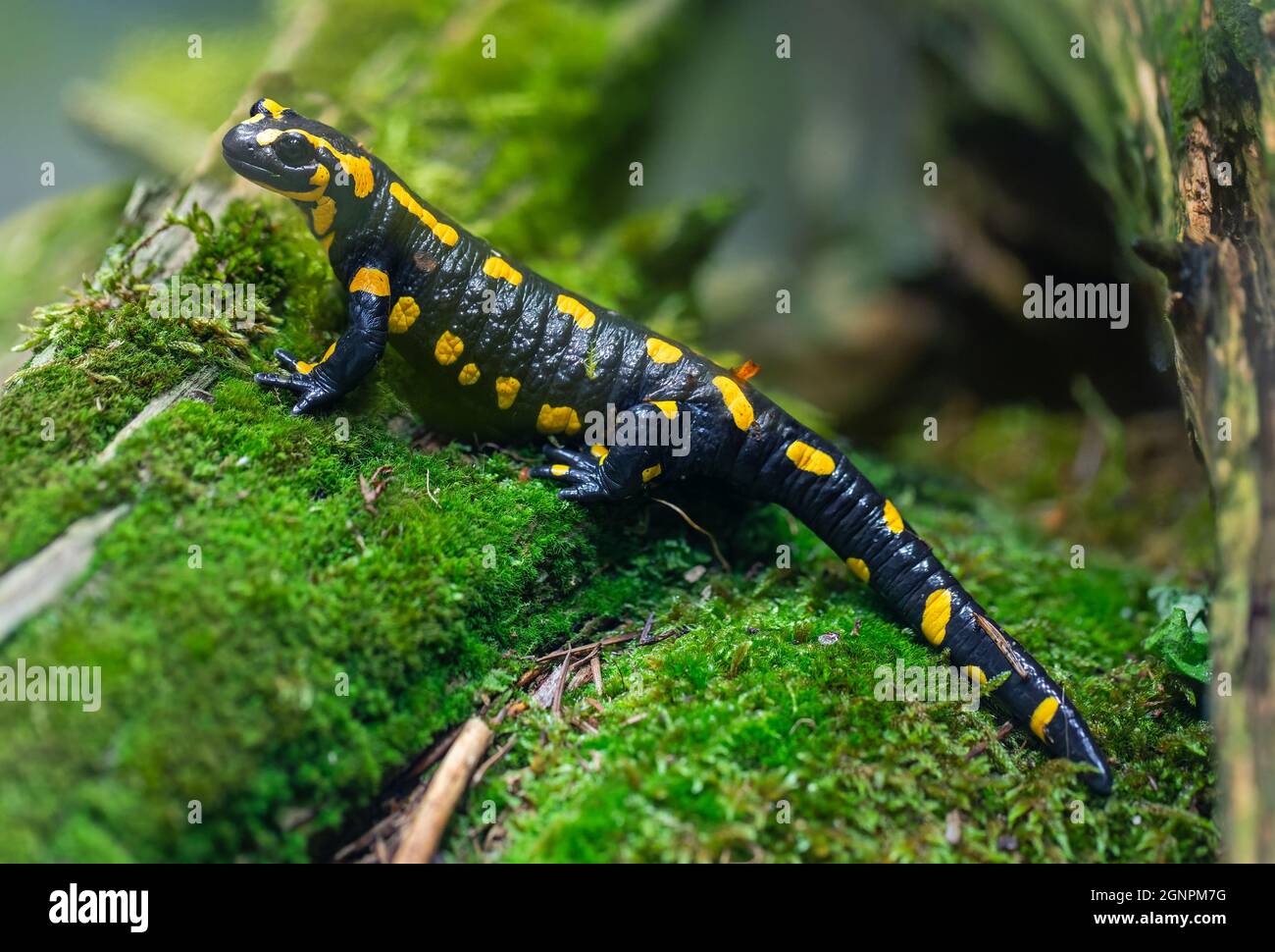Vista vertical de una salamandra de fuego (Salamandra salamandra Fotografía  de stock - Alamy
