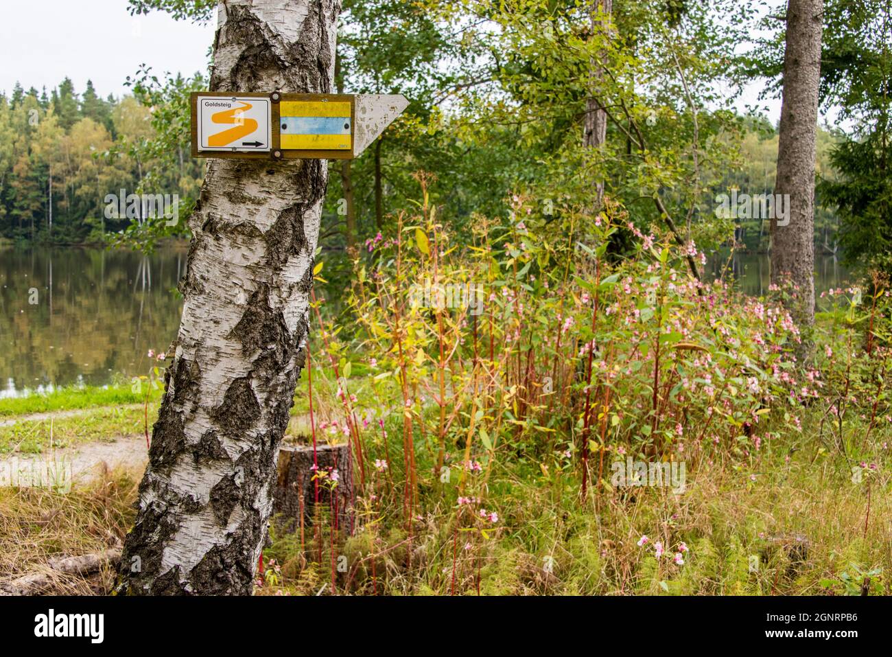 Arte Invasivo: Springkraut, in vielen bayerischen Wäldern heimisch - Especies invasivas: Impatiens glandulifera, una vista común en los bosques bávaros Foto de stock