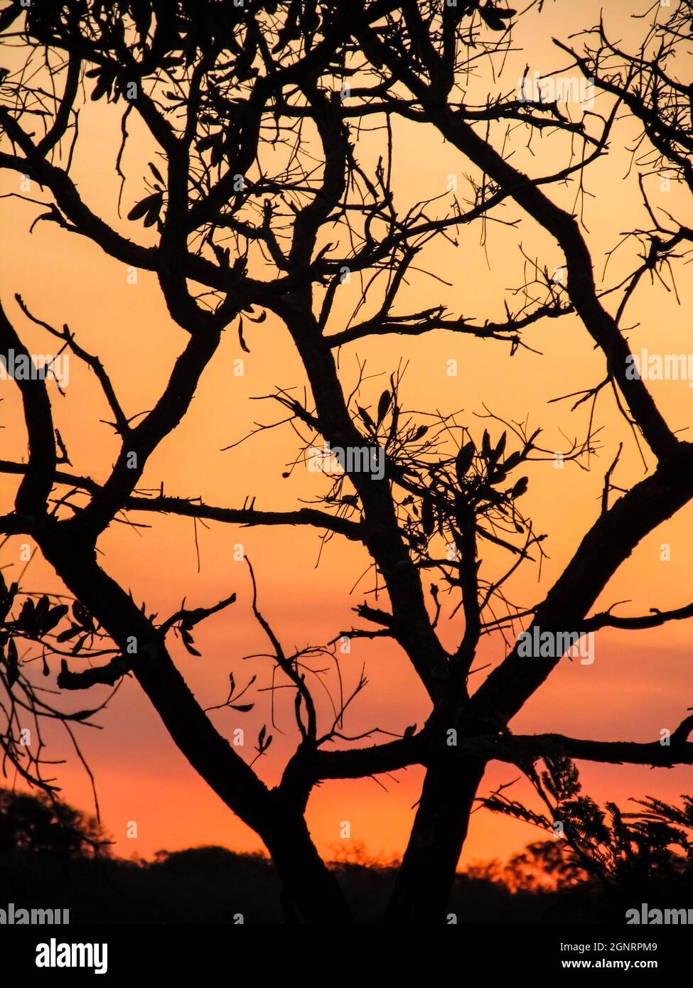 El cielo dorado, rosa y naranja de una puesta de sol africana vista a través de la silueta de las ramas en el bushveld Foto de stock