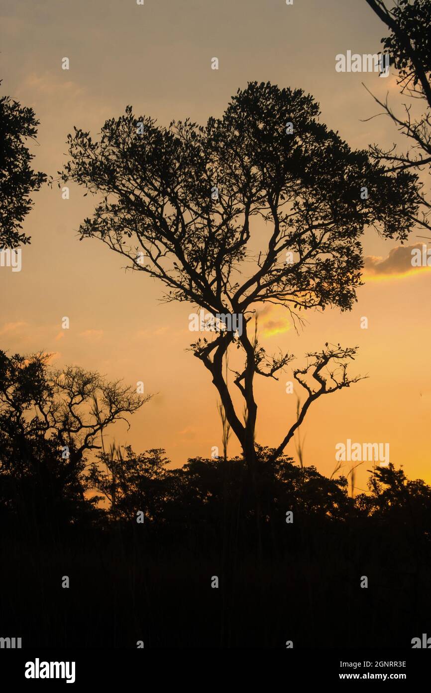 La silueta de un pequeño árbol contra el cielo naranja al atardecer en el monte del Parque Nacional Kruger, Sudáfrica Foto de stock