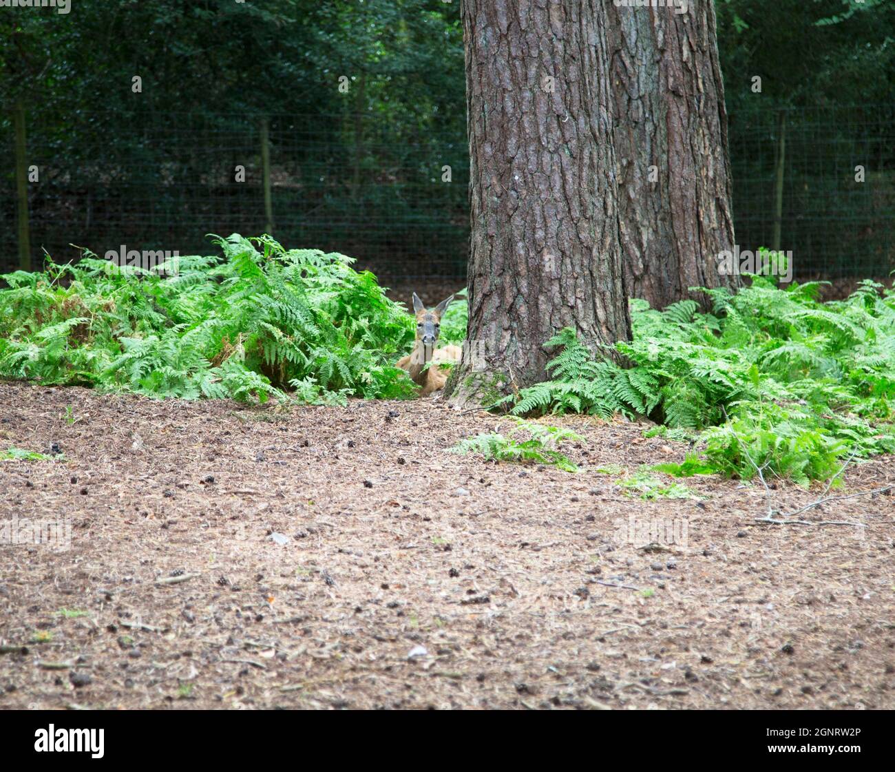 Ciervo de barbecho, New Forest, Hampshire, Inglaterra Foto de stock