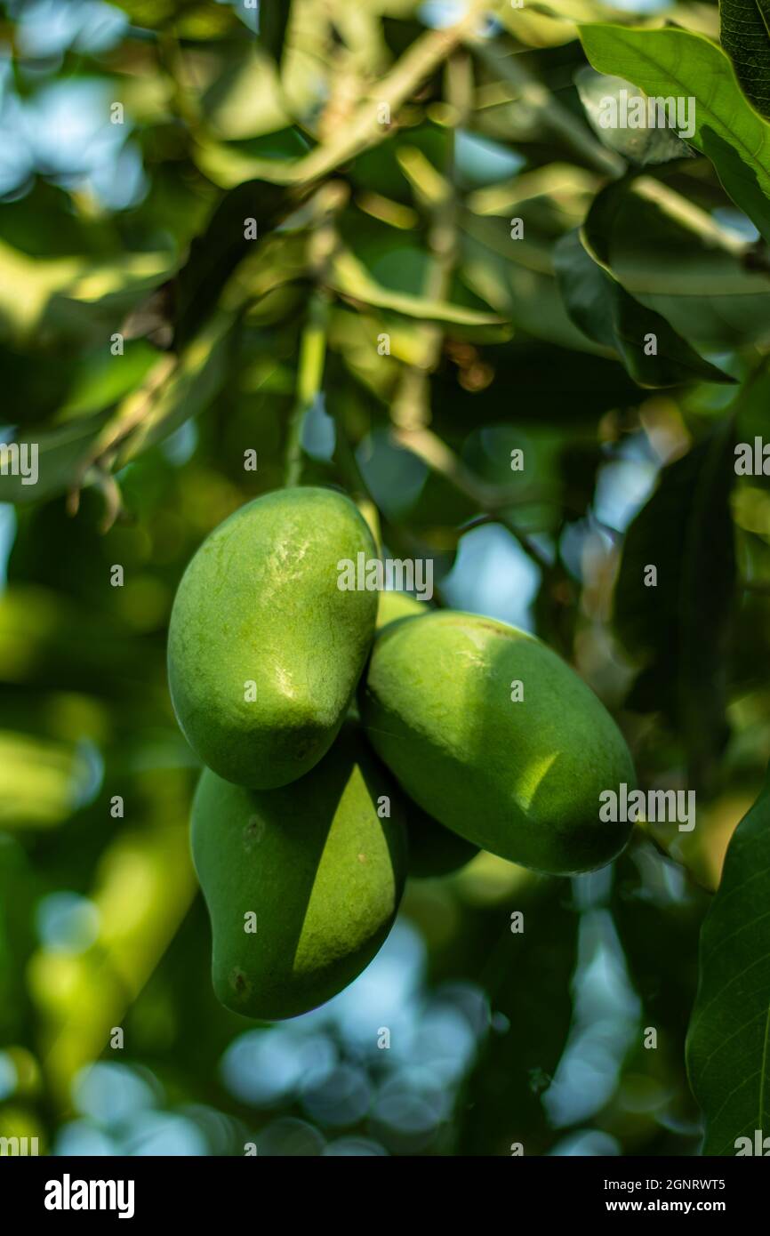 El mango crudo es el remedio natural para problemas gastrointestinales