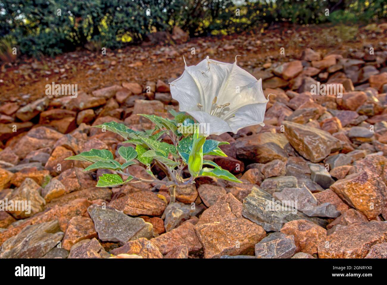 Flor del estramonio de Datura, también conocido como Jimson Weed, Devil Snare, y la Manzana espinosa. Es una maleza tóxica invasora de América Central que tiene Foto de stock