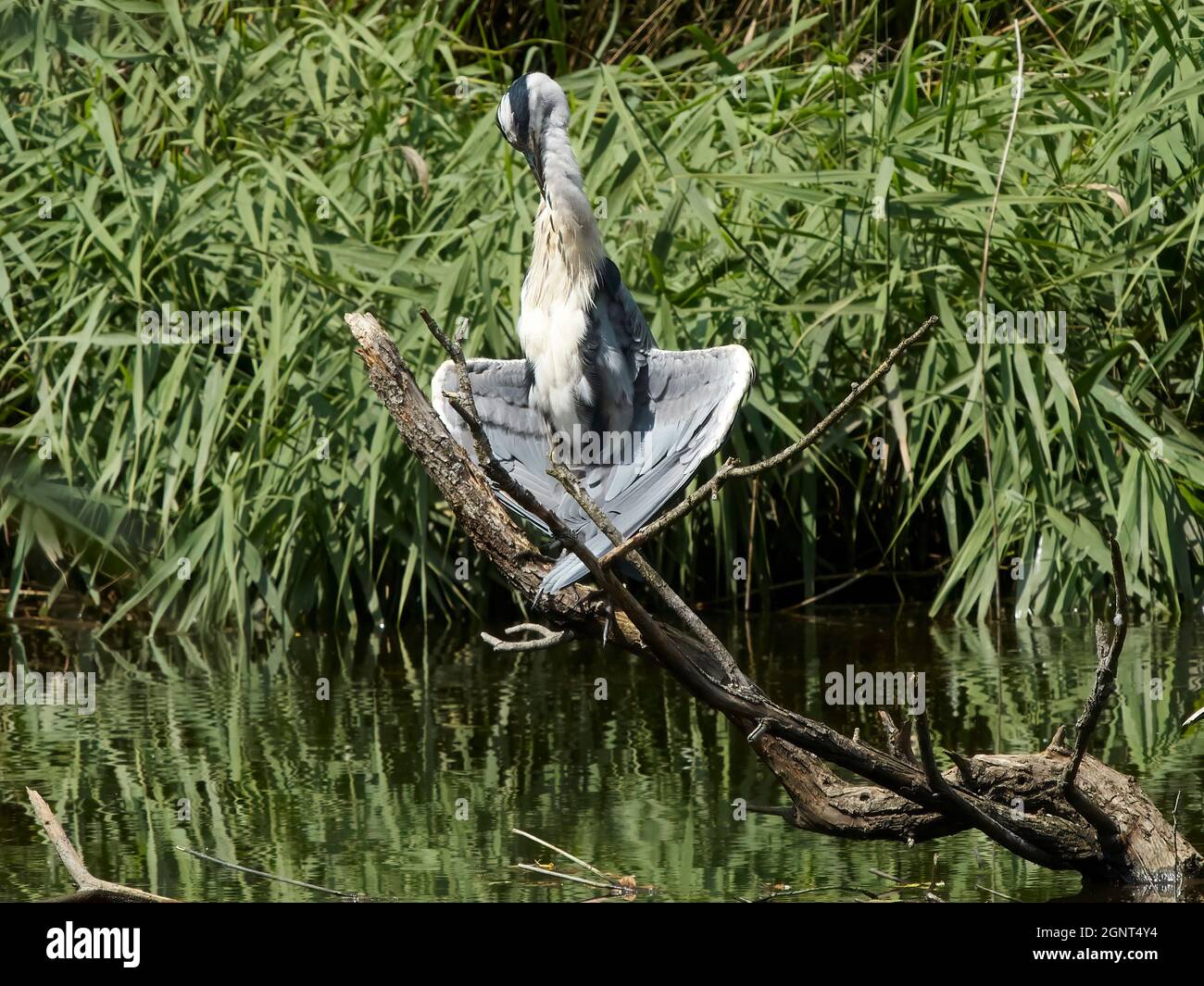 Una garza perca en una rama sumergida que emerge de un estanque y parece golpear un yoga-como posando, curvando sus alas para tomar el sol. Foto de stock