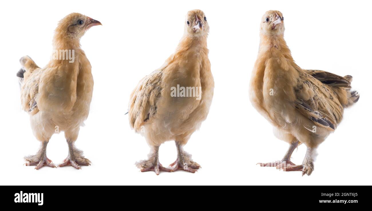 conjunto de pollo bantam joven, pequeña variedad de aves, raza ornamental amarilla rodada en diferentes ángulos, aislado en fondo blanco Foto de stock