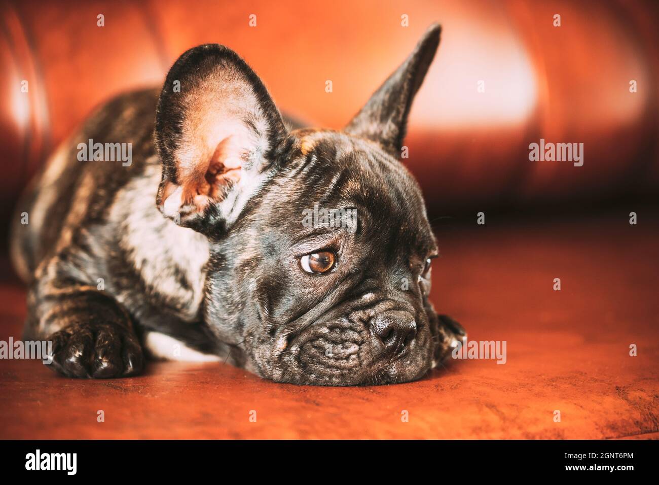 Triste Joven Negro Frances Bulldog Perro Cachorro Con Punto Blanco Sentarse En El Sofa Rojo Interior Divertido Bebe Perro Fotografia De Stock Alamy Triste Joven Negro Frances Bulldog Perro Cachorro Con Punto Blanco Sentarse En El Sofa Rojo Interior Divertido Bebe Perro Fotografia De Stock Alamy