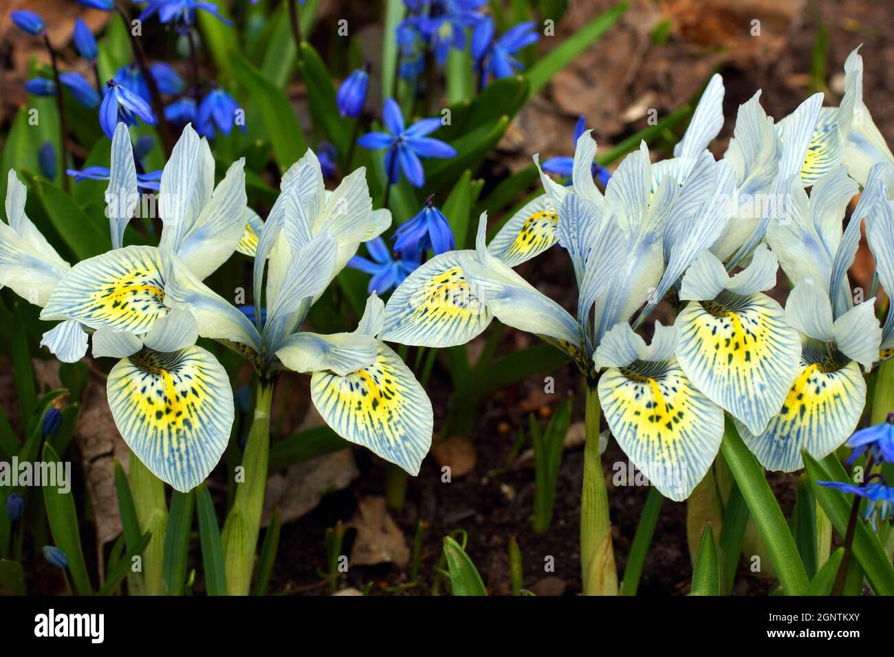 Azul con un patrón amarillo en los pétalos, las lirios florecen en la primavera en el jardín. Iris holandés, Iris hollandica Katharine Hodgkin Foto de stock