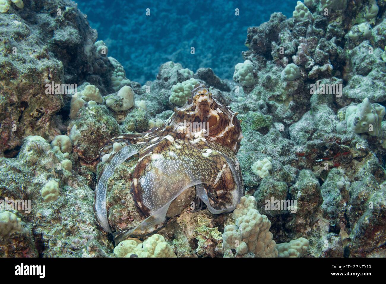 Pulpo de día, pulpo de arrecife, o pulpo azul grande, octopus cyanea, en moteado marrón y blanco patrón de color, mientras que caza en el arrecife de coral; sondeando la grieta Foto de stock
