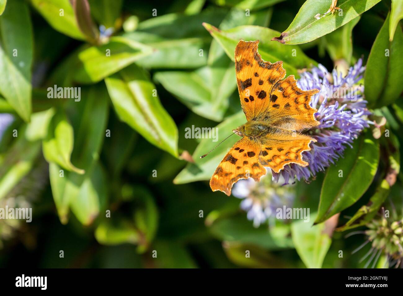 Mariposa coma (Polygonia c-album ) en flor salvaje con espacio para copia Foto de stock