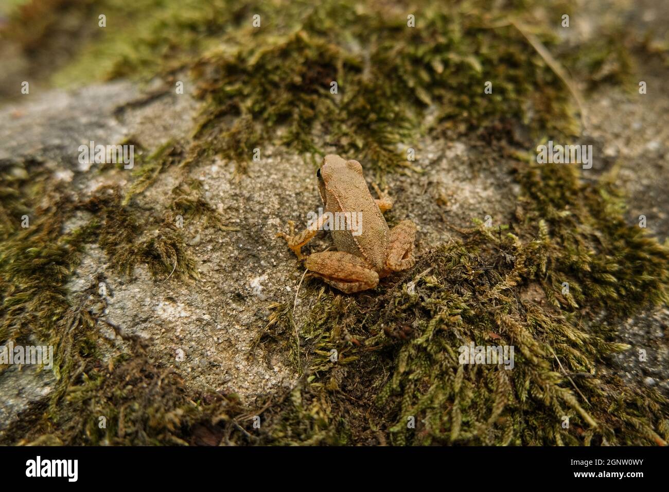 La rana salvaje se encuentra de cerca mientras descansa sobre el ecosistema del bosque, animales anfibios Foto de stock